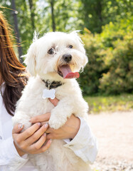 white little dog Maltese Dog in the hands of the mistress