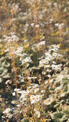 Gänseblümchen im Sonnenschein