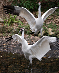 Whooping crane bird stock photos. Picture. Portrait. Image. Photo. Whooping crane bird profile-view. Endangered bird.  Two whooping cranes with spread wings. Span wings. Stretching wings. 