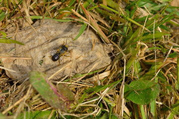 Gehörnte Mauerbiene  ( Osmia cornuta ) Männchen