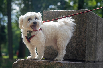 white fluffy curly dog climbed a stone on a walk