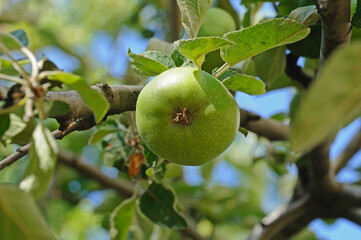 green apple on a tree on a background of green leaves