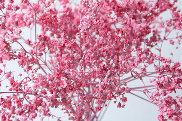 small pink flowers on a white background - 365012390