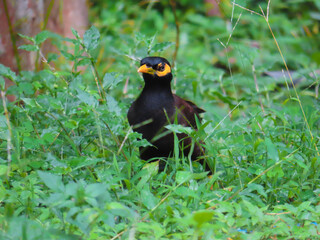 A close-up shot of common Indian Myna bird sitting in the morning on green grass