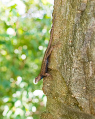 Eastern Fence Lizard 