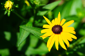 Yellow rudbeckia fulgida Black-eyed Susan flowers