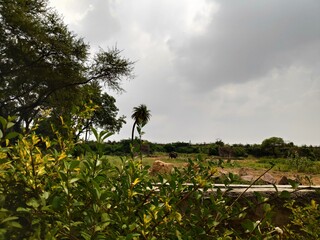 corn field with blue sky