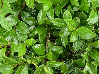Raindrops on a spider's web, on the green leaves, look the most unusual and natural.