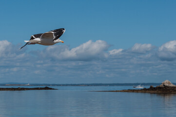 Bonne route Goéland