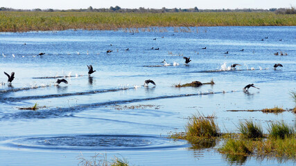 Eurasian coot (Fulica atra, also known as the common coot) run on water. Lake Khanka (or Lake Xingkai), Primorsky Krai (Primorye), Far East, Russia.