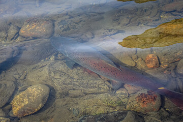 A large taimen trout sitting in a shallow river in Mongolia