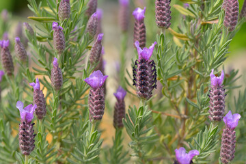 Schopf-Lavendel (Lavandula stoechas)	