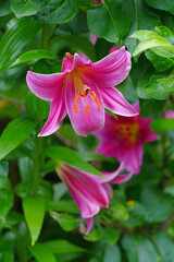 Pink Orienpet lily flower in the summer garden
