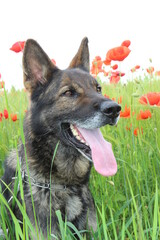 Deutscher Schäferhund reinrassig im Mohnfeld in der Mohnwiese Gerste Mohnblumen