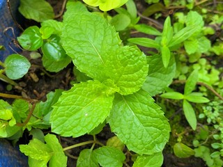 Kitchen mint background and close up