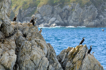 Japanese cormorants on the rock in the sea. Far Eastern State Marine Reserve, Gamow Peninsula, Primorsky Krai (Primorye), Far East, Russia.