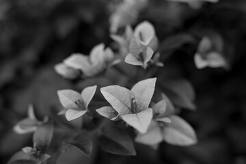 Fototapeta na wymiar Flores y Plantas en Blanco y Negro.