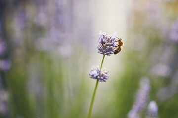 Honey bee on lavender flower