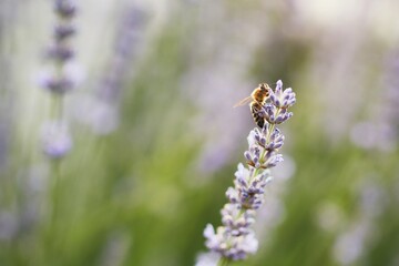 Honey bee on lavender flower