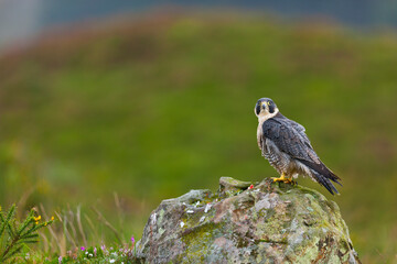 PEREGRINE FALCON (Falco peregrinus)