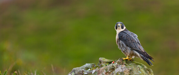 PEREGRINE FALCON (Falco peregrinus)