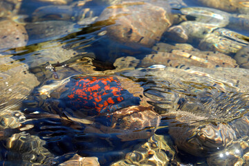 Starfish Patiria pectinifera (the blue bat star) in the water. Dalnevostochny Morskoy Nature Reserve, Peter the Great Gulf, Sea of Japan, Primorsky Krai (Primorye), Far East, Russia.