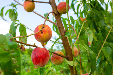 Close-up, branch of a tree peach with ripe red juicy fruits in a green garden. Summer vitamins
