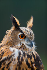 EURASIAN EAGLE OWL - BUHO REAL (Bubo bubo)