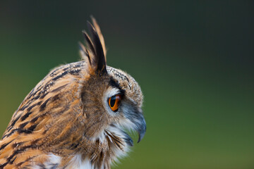 EURASIAN EAGLE OWL - BUHO REAL (Bubo bubo)