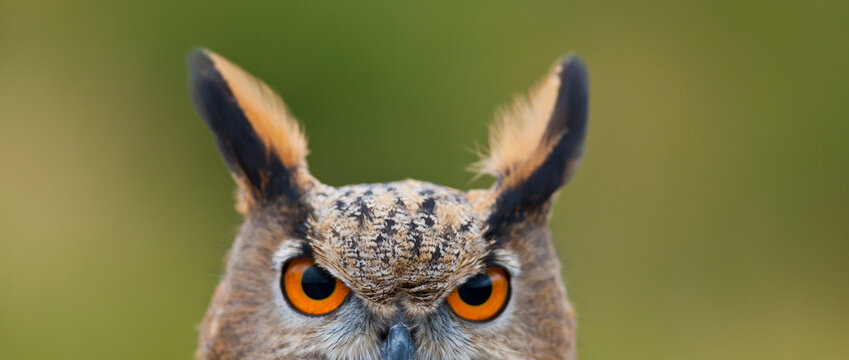 EURASIAN EAGLE OWL - BUHO REAL (Bubo bubo)