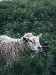 Obraz premium A sheep in portrait