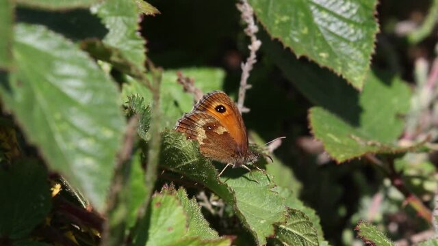 GateKeeper, Pyronia tithonus. Single butterfly resting amongst bramble leaves. Staffordshire. British Isles