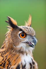 EURASIAN EAGLE OWL - BUHO REAL (Bubo bubo)