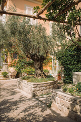Beautiful old garden in Italy.
