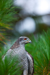 NORTHERN GOSHAWK  - AZOR COMUN (Accipiter gentilis)