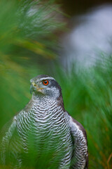 Obraz premium NORTHERN GOSHAWK - AZOR COMUN (Accipiter gentilis)