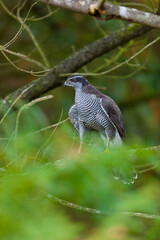 NORTHERN GOSHAWK  - AZOR COMUN (Accipiter gentilis)