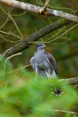 NORTHERN GOSHAWK  - AZOR COMUN (Accipiter gentilis)