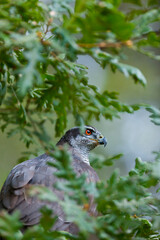 NORTHERN GOSHAWK  - AZOR COMUN (Accipiter gentilis)
