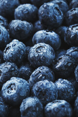 Juicy and ripe Blueberries close - up in full screen with dew drops.