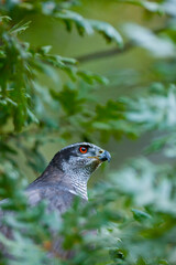 NORTHERN GOSHAWK  - AZOR COMUN (Accipiter gentilis)