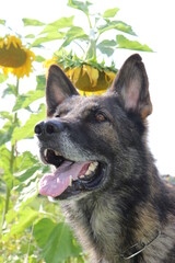 reinrassiger Deutscher Schäferhund im Sonnenblumenfeld Sonnenblumen Sommer Sonne