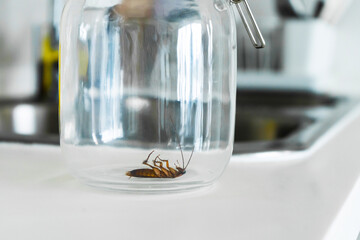 Cockroach in a glass jar in the kitchen