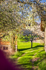 Spring Slovakia landscape. Nature fields with blooming cherries. Unique ecological land management. Polana region, Hrinova, Slovakia Europe. © Zedspider