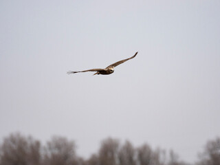 Aguilucho lagunero occidental (Circus aeruginosus)