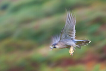 PEREGRINE FALCON (Falco peregrinus)