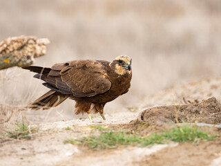 Aguilucho lagunero occidental (Circus aeruginosus)