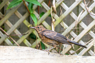 Juvenile blackbird, turdus merula, perched on wooden fence