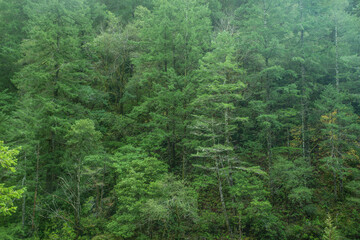 Lush green pine tree forest in Pacific Northwest. - obrazy, fototapety, plakaty