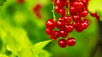 clusters of ripe red currants hanging on a branch, food backgrounds, macro photography